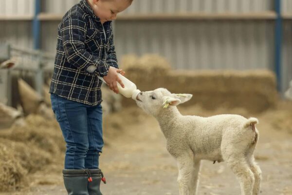 KleijenCo-familiefotoshoot lammetjes