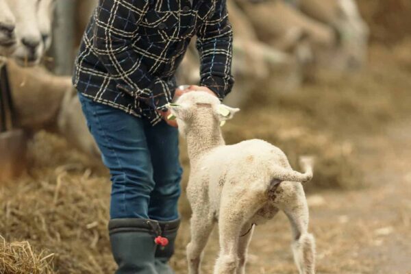 KleijenCo-familiefotoshoot lammetjes